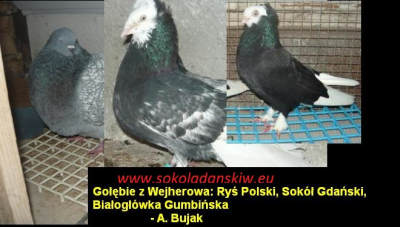 Gołębie rasowe z Wejherowa